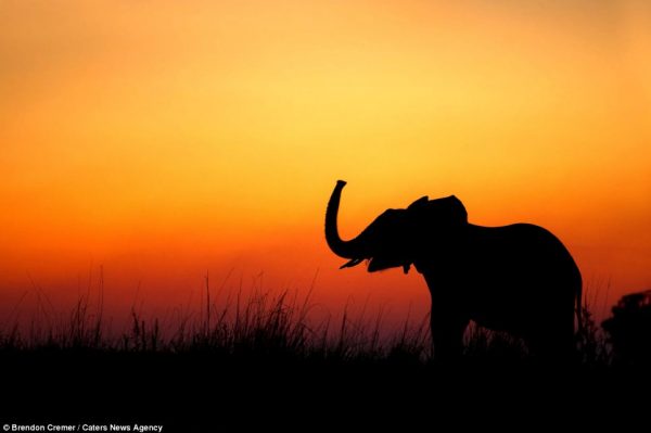 elephant silhouette - arunace
