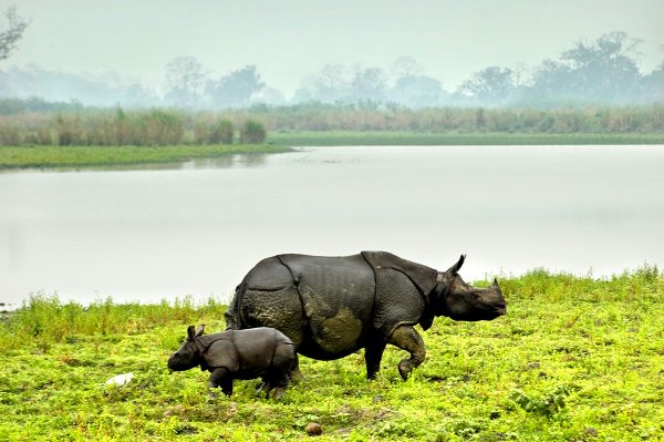 kaziranga-national-park-rhino-arunace